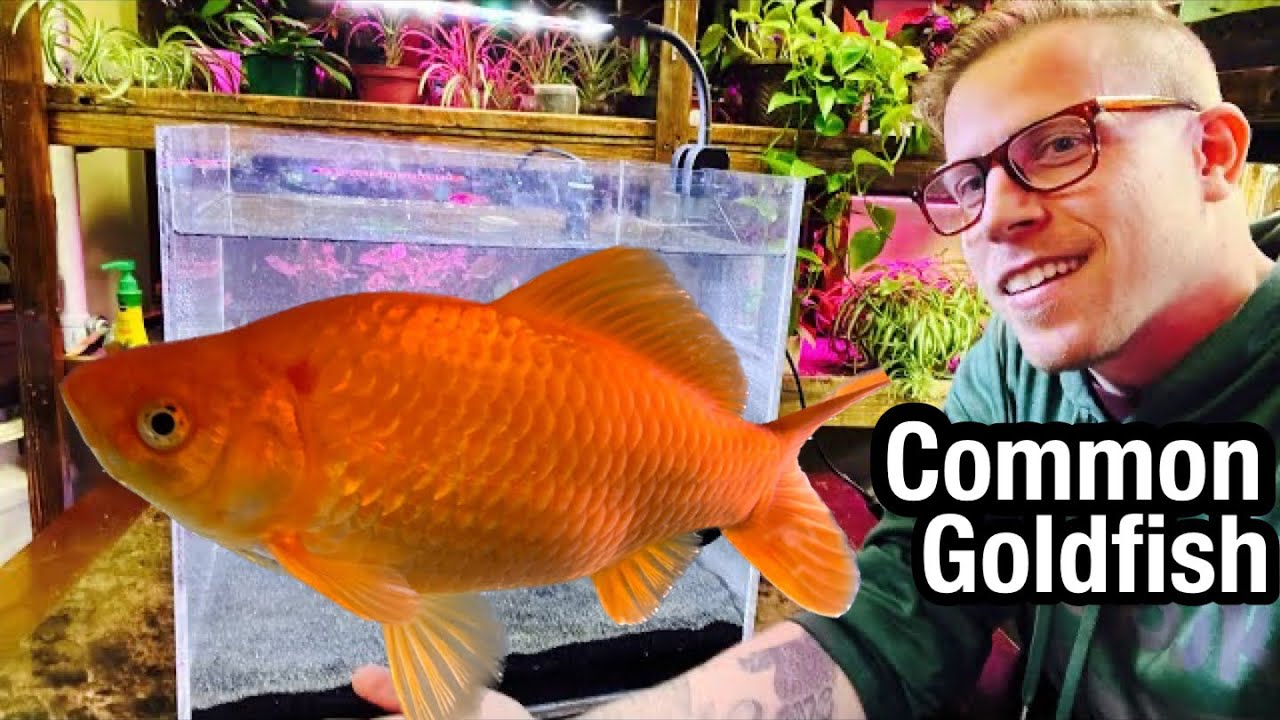 Preparing for potential new Title VII claims; EEOC status; goldfish ...